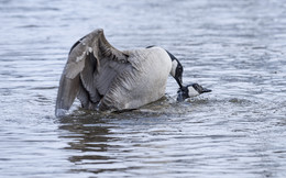 Mating season (брачный сезон) / Canada goose