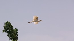 Ветроловец / ***