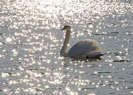 В бликах / О прекрасных птицах