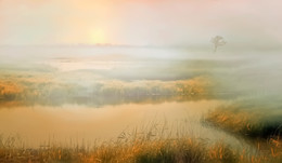 Утро туманное... / на лугу