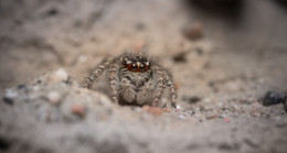 Совсем ещё малыш... / ***