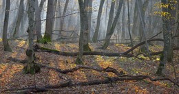 Утро в осеннем лесу / Дикий лес