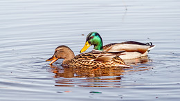 Утиные прогулки / Парочка уток . 8 апреля