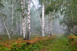 Туман. / Осенний туман в берёзовом лесу.