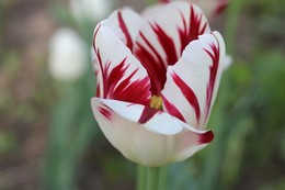 Тюльпаны / Вечерний тюльпан