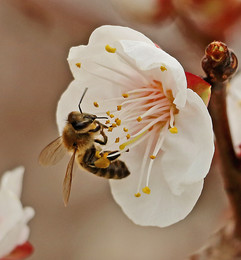 Любовь и пчелы / пора медосбора на урюке