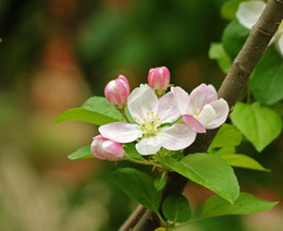 Весеннее цветение / цветок яблони