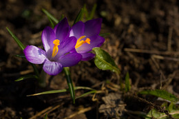 Первые цветочки весны / Весна пришла в Подмосковье. Апрель, 2018 год.