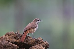 Утренний дрозд / Пятнистая цихладуса (Cichladusa guttata)