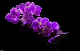 Орхидея / Довольно долгим цветением радует мини орхидея,наконец то сфотографировал