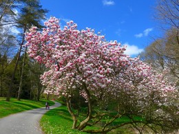 Magnolie / Цветёт магнолия в парке