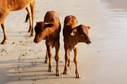 Коровы Индии. Штат Гоа. Индия. / Cows of India. The state of Goa. India.