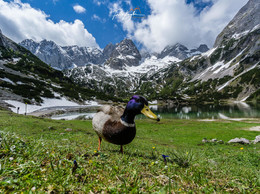 &nbsp; / ... während einer Wanderung in den Tiroler Alpen in Österreich.