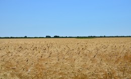 Хлебное поле / поле зреющей пшеницы