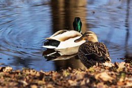 Весенние уточки / ***