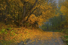 Осень в горах / У Русской поляны,Домбай