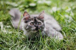 Корюшка / Сибирская кошка на охоте.