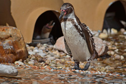 Свой путь / 25 апреля отмечается ежегодный экологический праздник – Всемирный день пингвинов.