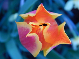 Узор природы / Тюльпан во всей красе). Фото без обработки - игра светом. 
Nikon L810