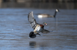 Wood duck (male) / Каролинская утка или каролинка входит в число самых красивейших птиц планеты. И это неслучайно. Ее латинское название - Aix sponsa - переводится как «утка-невеста». Она всегда была излюбленным объектом для охоты, однако в наши дни ее популяция восстановилась как благодаря охране, так и разведению в неволе. 
В настоящее время территория распространения каролинской утки весьма обширна. Она водится практически по всей территории Северной Америки. Кроме того, небольшие популяции были замечены на Кубе и в Канаде. Название птица получила благодаря своей родине – штату Северная Каролина (США).
Самцы каролинки обладают поистине удивительной расцветкой. Черная голова с зеленым и фиолетовым отливом украшена тонкими и длинными белыми полосками. С ними прекрасно контрастируют ярко-красные веки и глаза птицы
Каролинки моногамны, но пары чаще всего формируют лишь на один сезон.