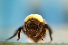 Портрет шмелька после зимы / Род перепончатокрылых насекомых из семейства настоящих пчёл, во многих отношениях близкий медоносным пчёлам. Около 300 видов шмелей обитают в Северной Евразии, Северной Америке, Северной Африке, а также в горах некоторых других регионов. Шмели — одни из самых холодостойких видов насекомых: они способны, быстро и часто сокращая мышцы груди, ускоренно разогреть своё тело до необходимых 40 °C. Это позволяет им вылетать рано утром и собирать первый нектар, когда воздух ещё недостаточно прогрелся. К тому же быстрое повышение температуры тела даёт шмелям определённое конкурентное преимущество перед другими видами насекомых. Матка шмеля и рабочие шмели могут жалить. Шмели не агрессивны, но могут жалить при защите своего гнезда, либо если им был причинён вред.