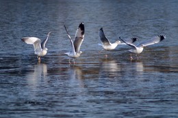 Фигуристки / Озерные чайки, взлетающие с тонкого осеннего льда. Позы чаек напоминают позы фигуристов на льду.