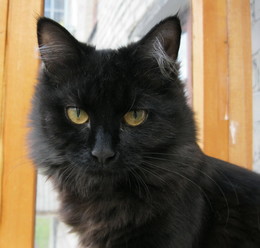 Грустный Филя. / Черный кот.
