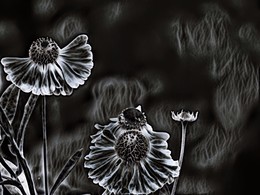 Les Fleurs du mal / Компьютерная обработка моей фотографии