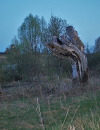 Старое дерево / &quot; &quot; &quot;