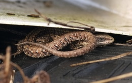 Маленький дракон. / ***