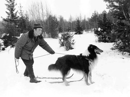 Кто там? / Фото 1981 года. Мужчина на лыжах с собакой в лесу.
