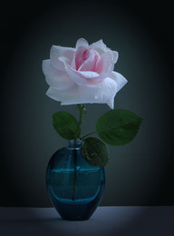 Майская роза / Натюрморт с розой