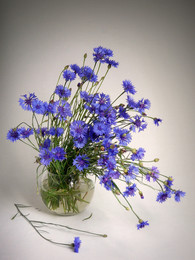 Васильки / 2015