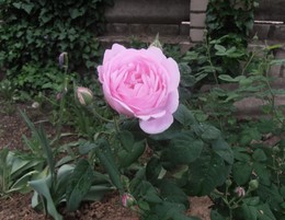 Первая роза / 9 мая