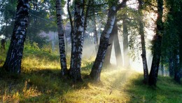 Летним утром..... / Петербург-Парголово. Июль