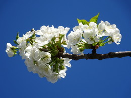 Весна / Яблоня