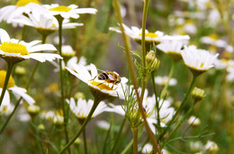 Майское состояние / ***