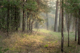 Рассветный лес / Рассветный лес подернутый легкой туманной дымкой с первыми лучами солнца.