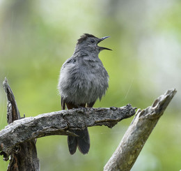 Grey Catbird / Коша́чий пересме́шник (лат. Dumetella carolinensis) — североамериканская певчая птица семейства пересмешниковых.
Песенка пересмешника довольно приятна на слух и действительно в заключении рулады произносит звук , похожий на кошачий и в отличии от других пересмешниковых Коша́чий пересме́шник не повторяет ни одной фразы песни.
В отличие от других певчих птиц, птица не поет из открытого пространства. Вместо этого поет в густых чащах.
Птица очень скрытная, не любитель открытого пространства.
Возможно такая скрытность позволяет птице прожить до 17 лет

Мое первое (реальное) знакомство с этой птицей случилось всего несколько дней назад.
Прогуливаясь в лесу сделал пару случайных снимков серой птицы в кустарнике, а дома разбирая сьемку убедился ,что это действительно Коша́чий пересме́шник .
И вот пару дней спустя мне удалось сделать приемлемый снимок.