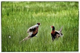 Петухи / Петухи