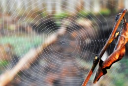 Геометрия паутины / " " "