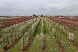 Сады цветут / Сады в окрестностях Феррары, Италия.