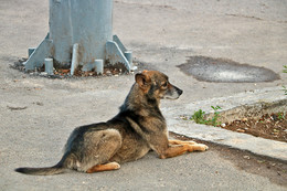 Бездомный сфинкс / Грустный бездомный пес...