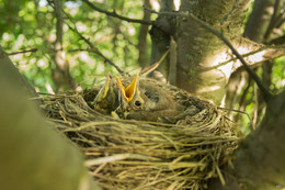 Птенцы дрозда- рябинника / Гнездо на даче