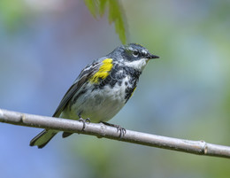Yellow-rumped warbler / Миртовый лесной певун

Ну во-первых меня удивил официальный перевод на русский, что такое мирт понятия не имел.
Вобщем миртовые (лат. Myrtáceae) — это семейство покрытосеменных растений, возможно также относится к уникальной способности поедать на 80% покрытых воском ягоды, птицы разработали уникальные особенности желудочно-кишечного тракта, чтобы позволить им существовать на этом необычном источнике пищи, на которые не претендуют другие виды.