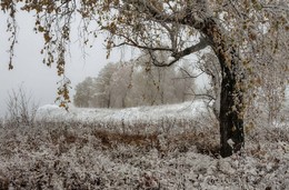 Непогода. / Снег припорошил желтые листья..