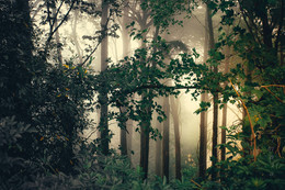туманная загадочность / лес, туман
