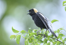 Bobolink (male) / Рисовая птица, или боболинк, или рисовый трупиал (лат. Dolichonyx oryzivorus) — американский вид воробьинообразных птиц из семейства трупиаловых .
Большую часть года рисовая птица проводит в центральной части Северной Америки, зимует в центральной части и на крайнем западе Южной Америки.
Свою територию охраняет яростно даже прогоняет ворон.
На снимке самец в брачном оперении
После брачного периода он переходит в серое, замаскированное оперение, чтобы провести остаток года.
Они являются одним из немногих певчих птиц, которые каждый год проходят две полных линьки, полностью меняя свои перья ,как на местах размножения, так и на зимовках.