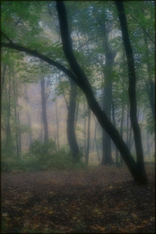 В осеннем лесу / Туман
