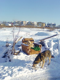 История не моей жизни / Две бездомные собаки на пустыре зимой...